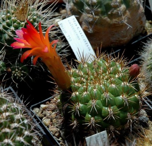 Matucana_calvescens